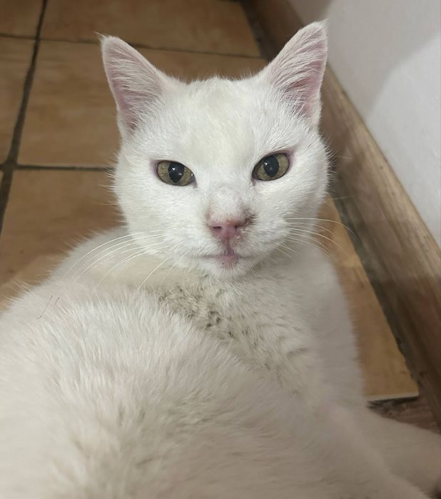 отдам кошку в хорошие руки