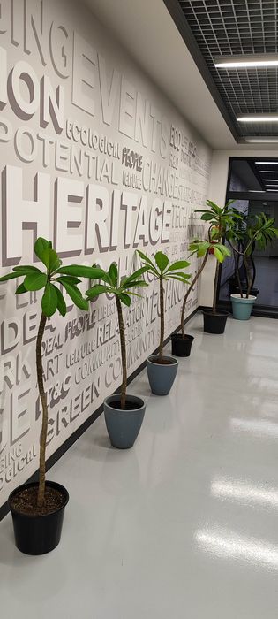 Plumeria (Frangipani) plante mature in ghiveci