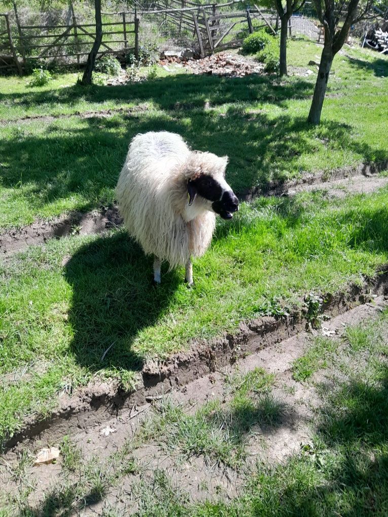 Vand oi breze cu miei lângă ele