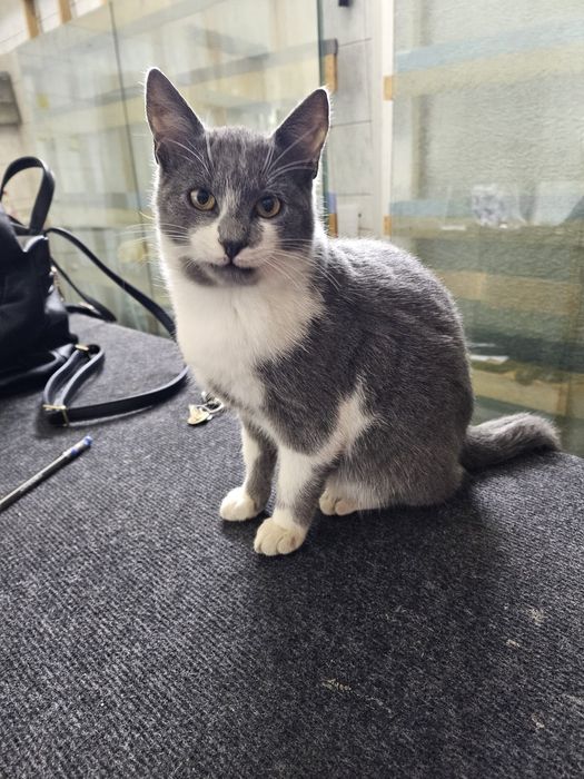 Pentru adoptat și iubit!