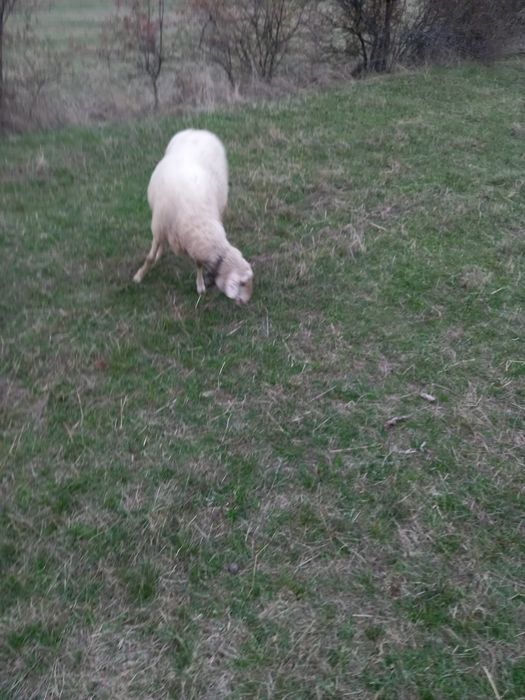 Продава се Земеделски имот в Антоново -  кв.м за 184 €/дка - Снимка #2