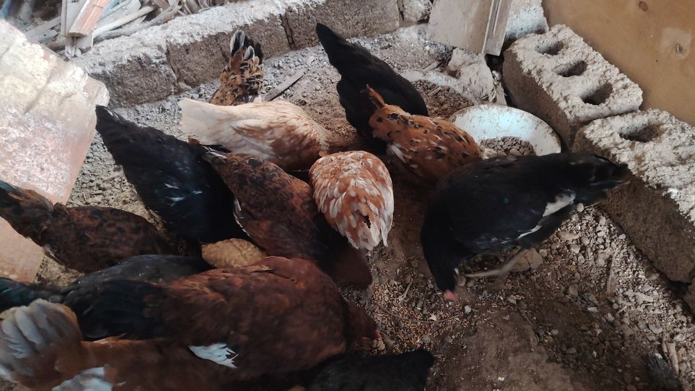 Курицы подросток 6 месяцев