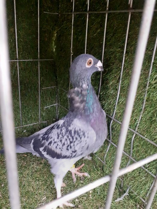 Porumbei stil vechi duduros