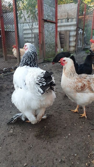 Gaina brahma alb herminat deschis.