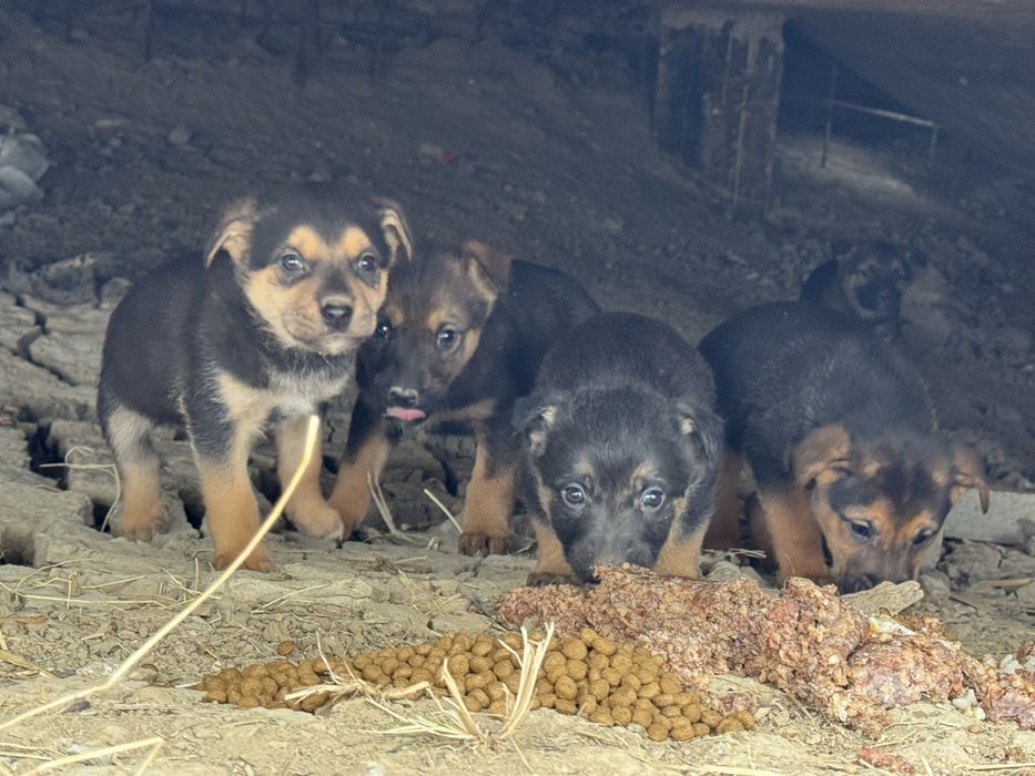 Щенки мальчики будут не крупные 1 мемяц