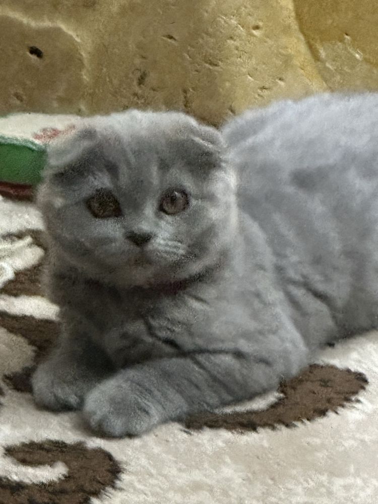 Scottish fold fetita