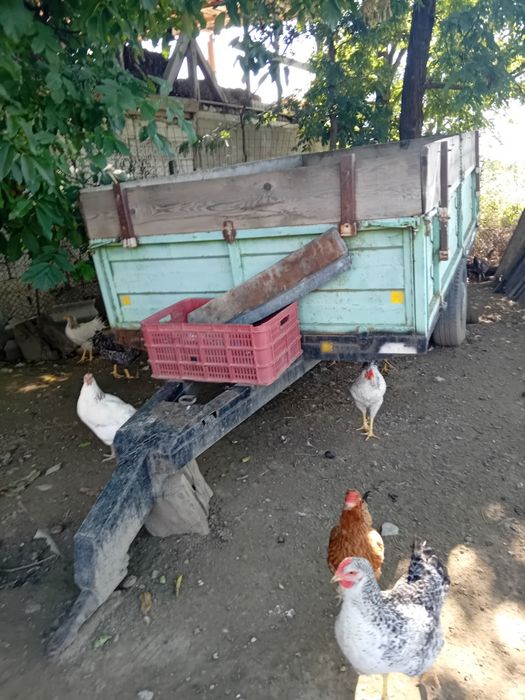 Vând remorca nebasculabila si plug pt arabil