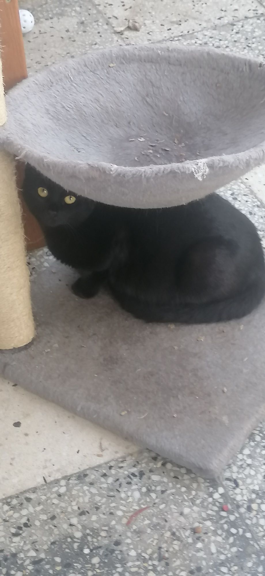 Подарявам черно коте
