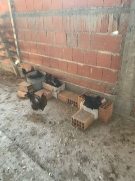 Продавам кокошки носачки 36 броя катун ски + 34 броя легхорн червен