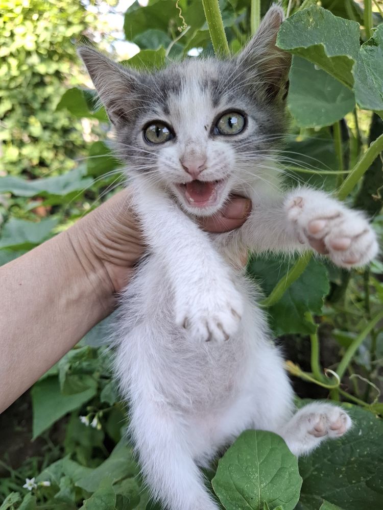Котенок в добрые руки