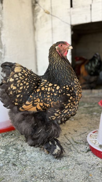 Familie brahma gold