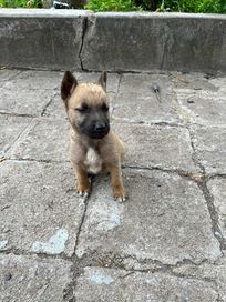 Кученце на два месеца