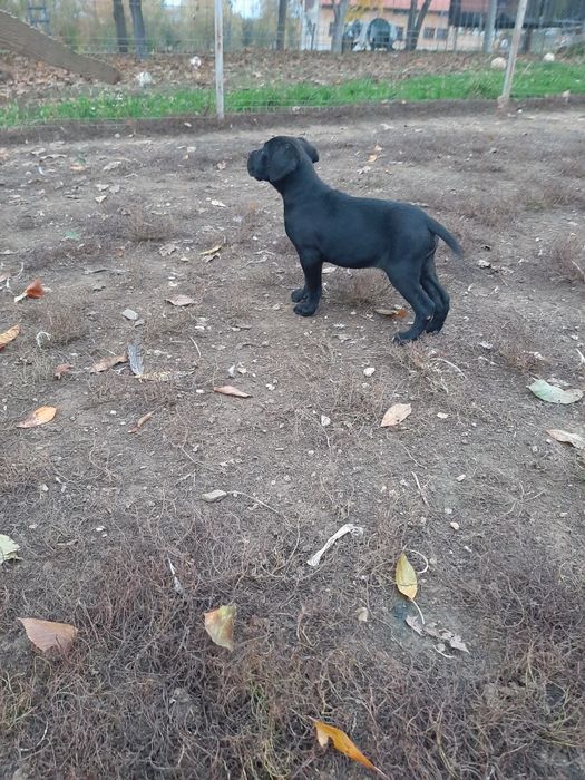 Cane corso negru