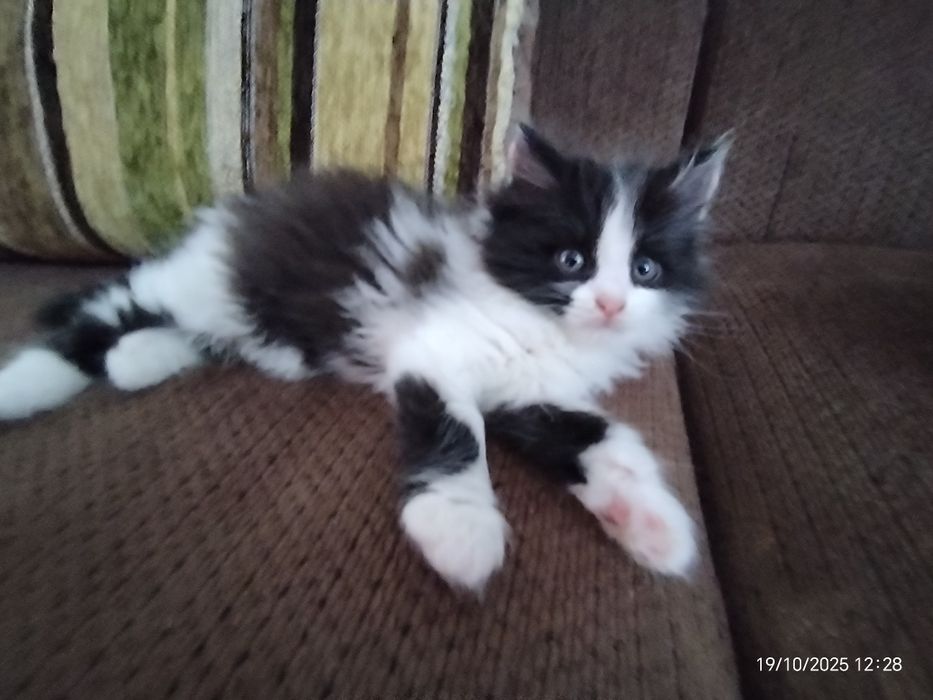 Малыши 1,5 мес. Пушистики. В любящую, ответтвенную семью.