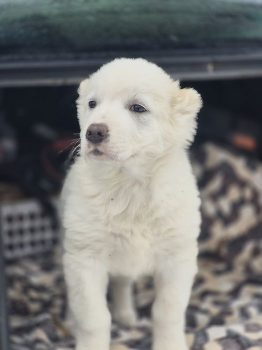 Алабай девочка .