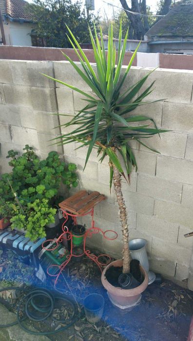 Продавам палма Юка над 2 метра