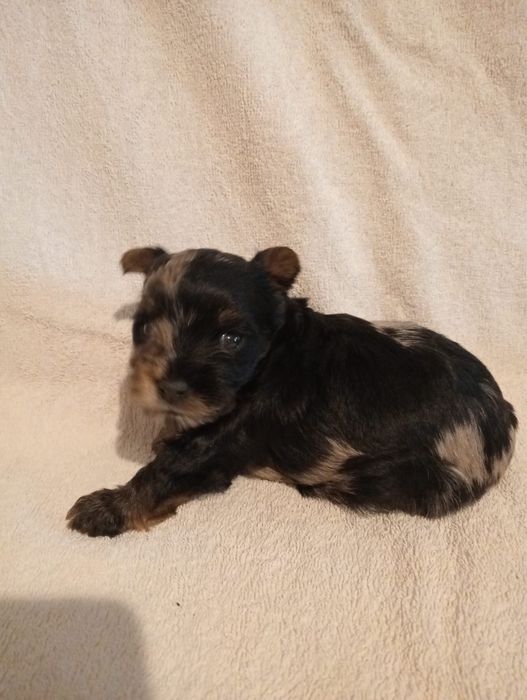 Yorkshire terrier chocolate merle!