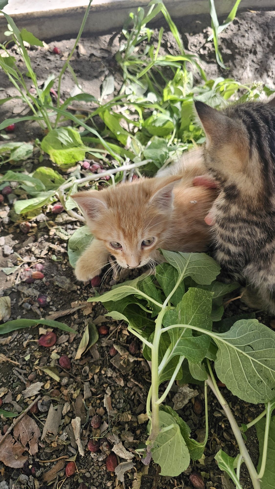 Отдам домашние котята кошки даром