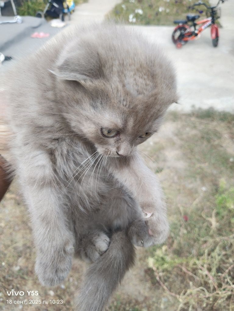 Отдам бесплатно котенка (шотландский вислоухи) девочка
