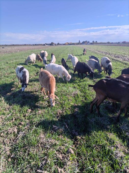 Vând 12 capre cu lapte și 1 tapv