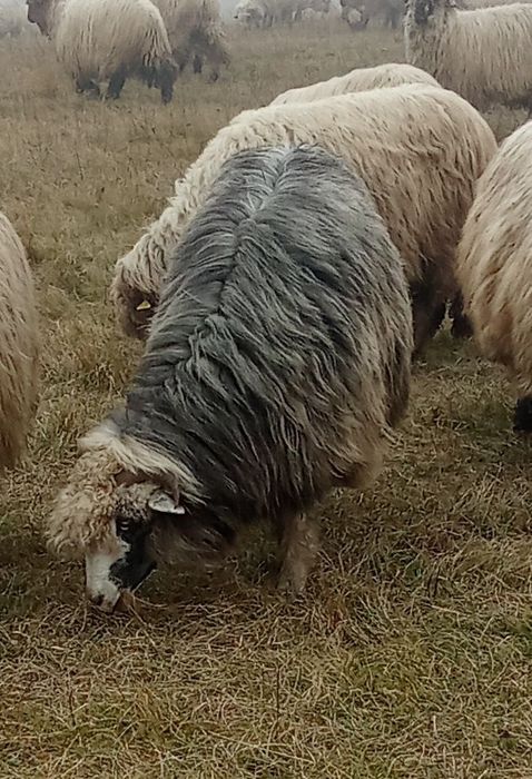 Vând oi brumări frumoase