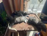Котята приучены к лотку