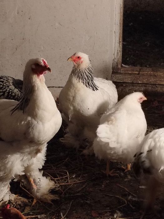 Găini brahma(din primăvară)