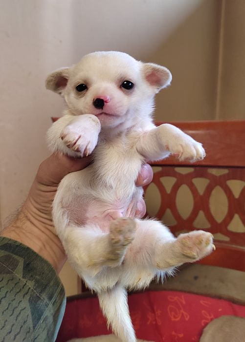 Чихуахуа мини  чихуа