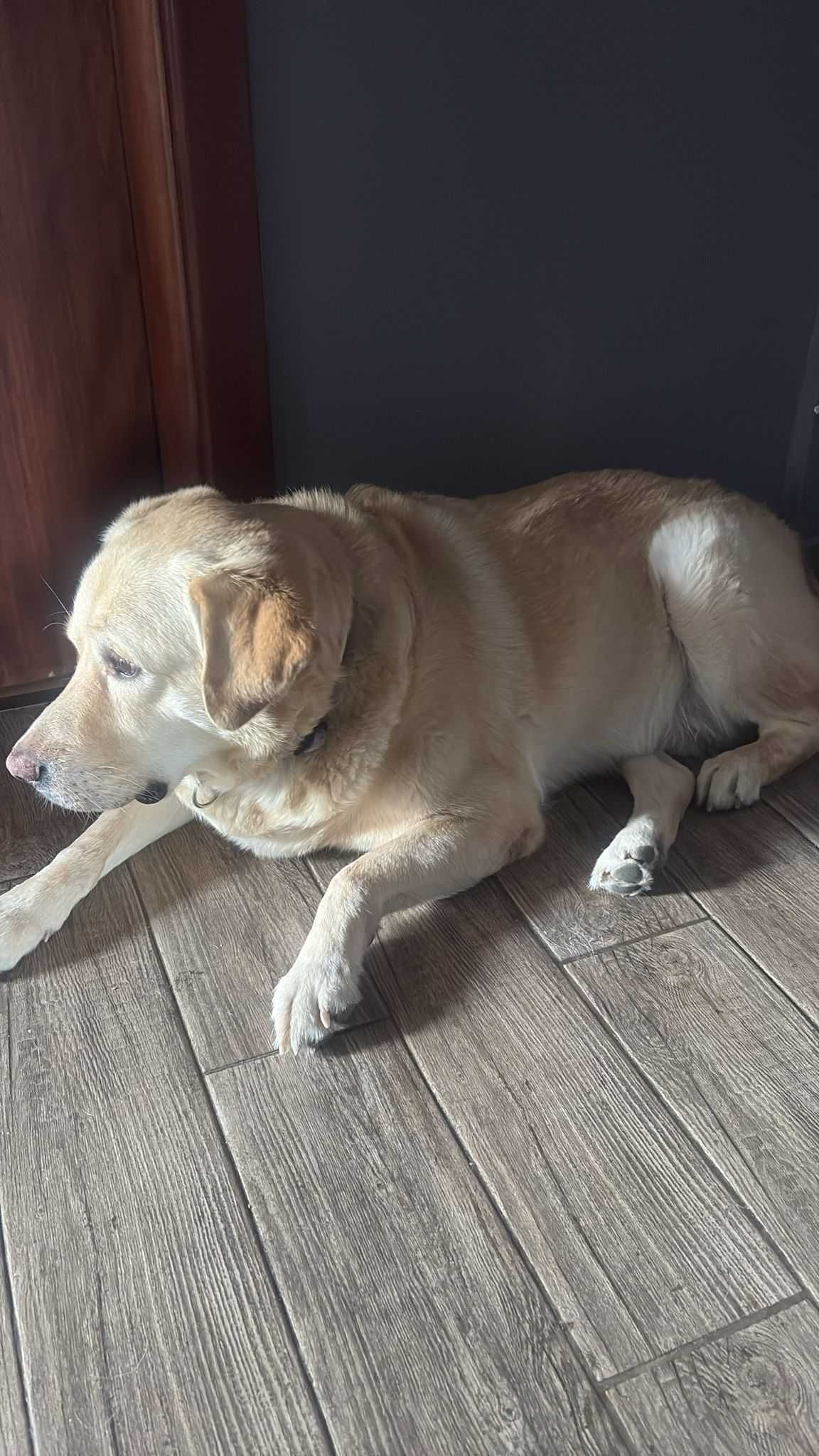 Donez câine Labrador