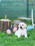 Labrador retriever