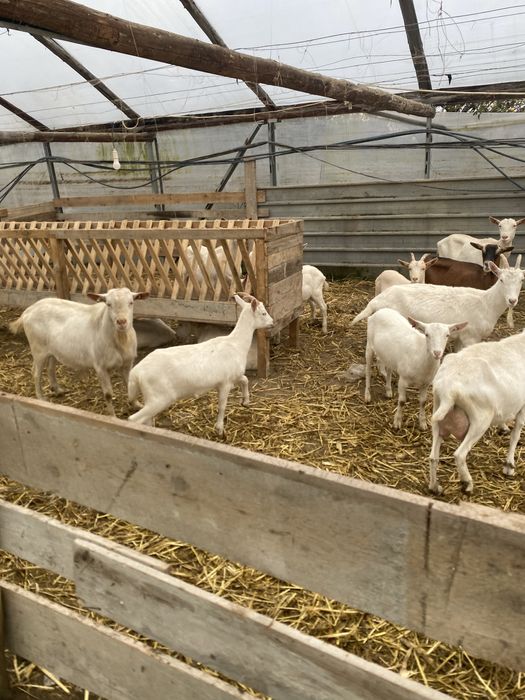 Vand capre sannen rasa pura