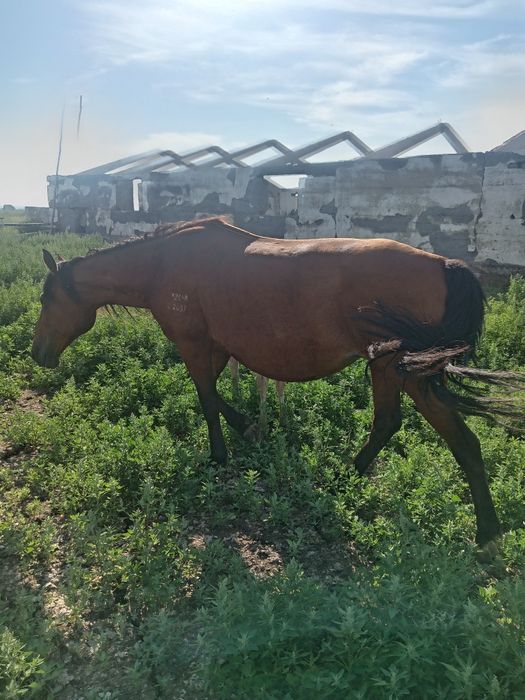 Продам жеребую кобылу.