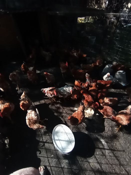 Pui de casă crescuți natural