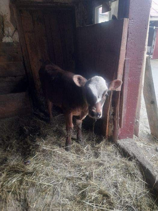 Vând vitica de 10 săptămâni