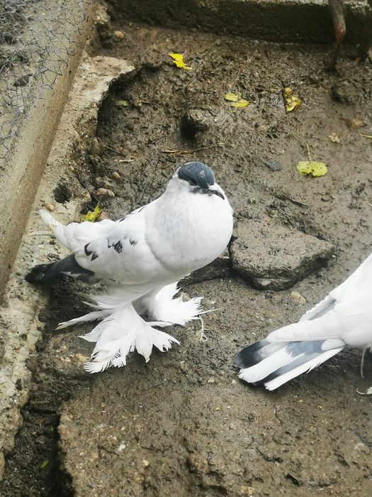 Femele Gusat de pomerania