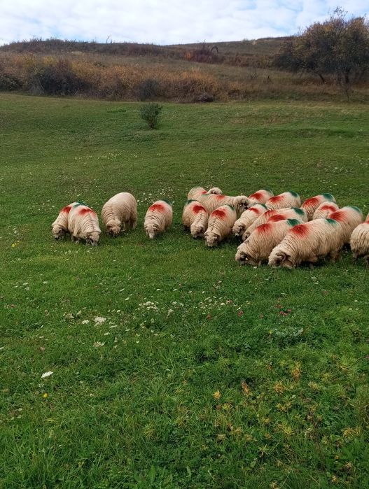 20 de oi de vânzare