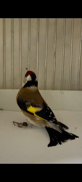 Сава кокил йилли сотилади