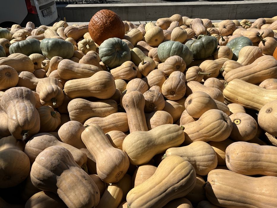 Dovleci plăcintari Matilda & Samson –cantități mari– 1,5 lei/kg- ceapa