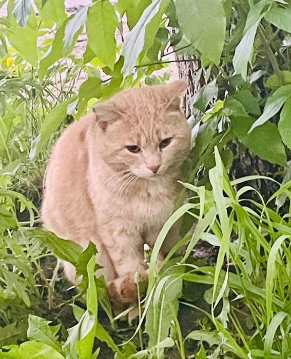 Елисейка Рыжик ждёт любящую семью