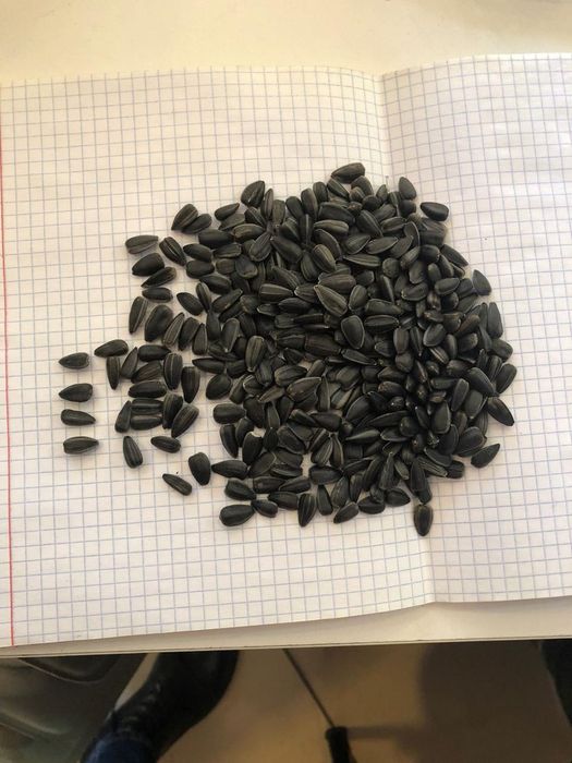 Семечка подсолнечника калиброванная