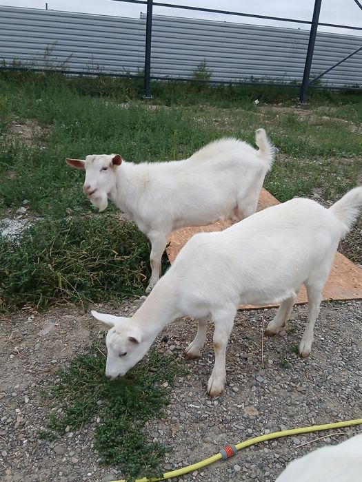 Vând capră sannen iada și tap