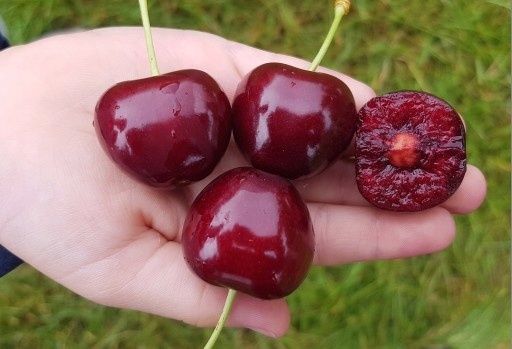 Pomi fructiferi deosebiti  Cires de August soiul  George