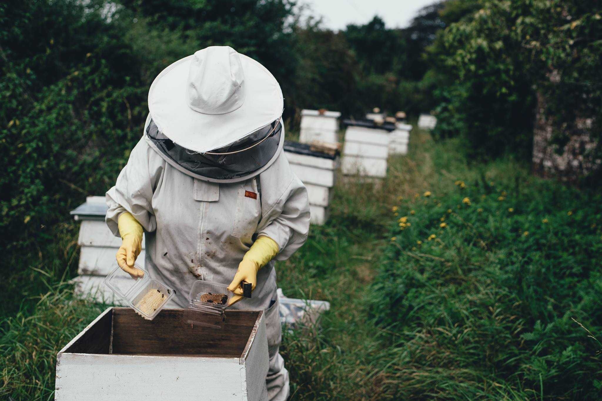 Vând miere de albine 100% naturală , poliflora ,Iasi