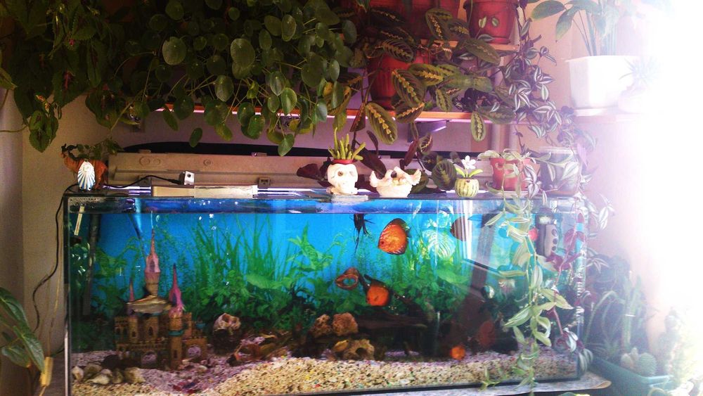 Продавам празен аквариум БЕЗ ТЕЧОВЕ  в перфектно състояние