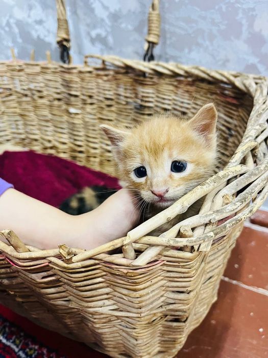 Отдам трех замечательных котят в хорошие руки.