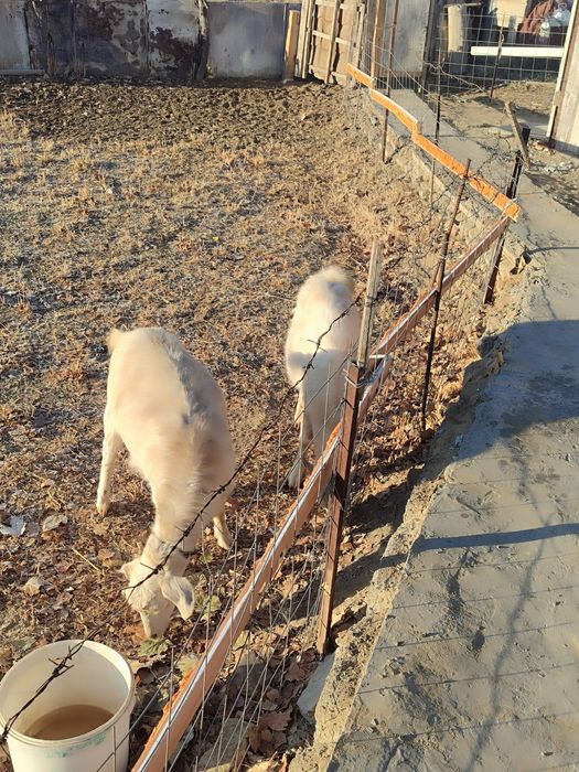 Ешки сатылымда Орыс