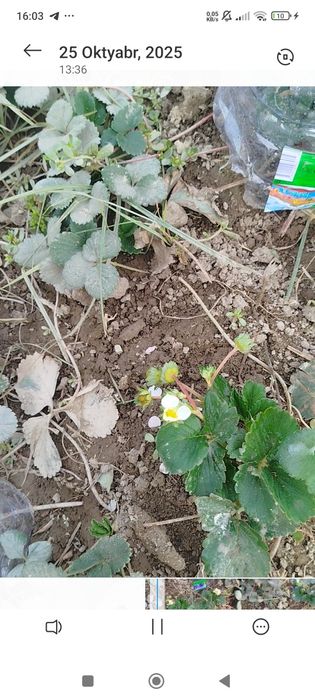 12 ой хосил берувчи клубника