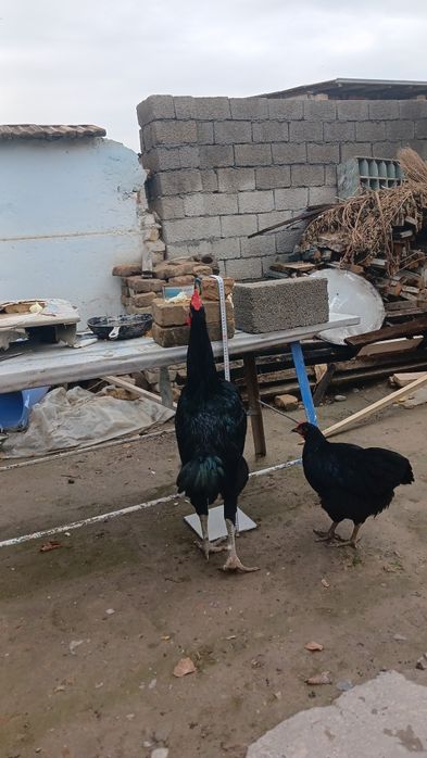 Кора Шахзодалар сотилади 2та