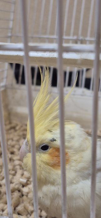 Papagal nimfă găsit pe stradă