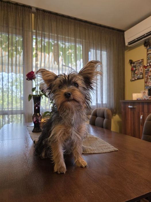 Йоркширски териер Йорки